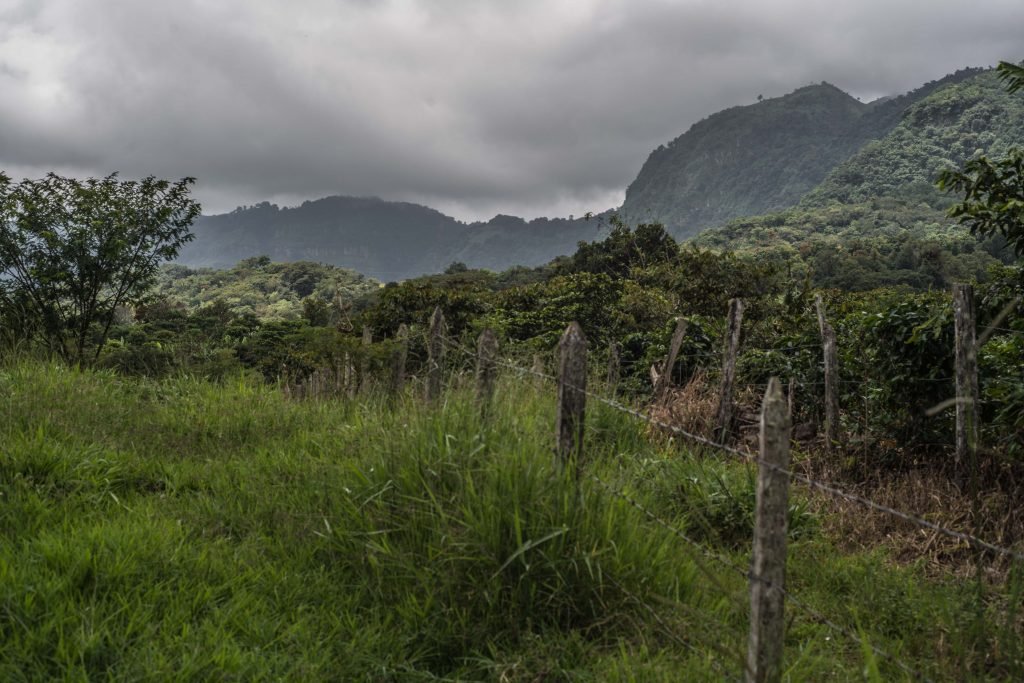 Las tierras del Municipio de Alto Lucero están dedicadas de forma casi exclusiva al cultivo del café.