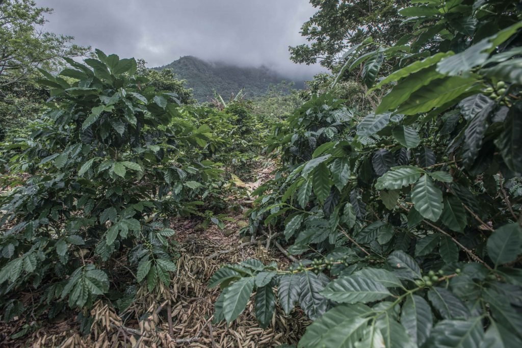 Este lugar goza de situaciones climáticas privilegiadas para el cultivo del café ya que según la temporada en la cual lo visites puedes encontrar calores intensos o fríos extremos.