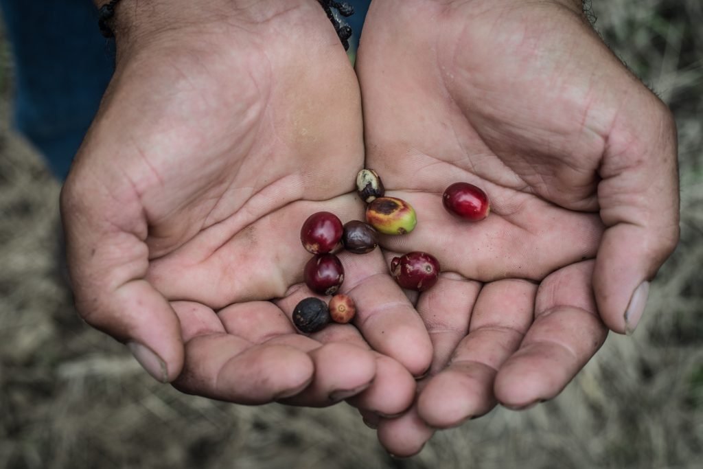 Si visitas estas tierras desde octubre y hasta marzo podrás encontrar el café cereza, como se conoce al fruto del café cuando enrojece y está listo para ser cosechado.