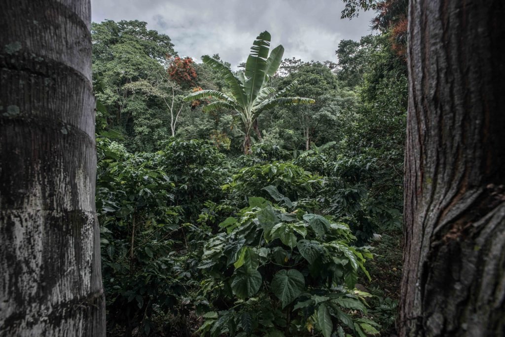 Las tierras del Municipio de Alto Lucero están dedicadas de forma casi exclusiva al cultivo del café.