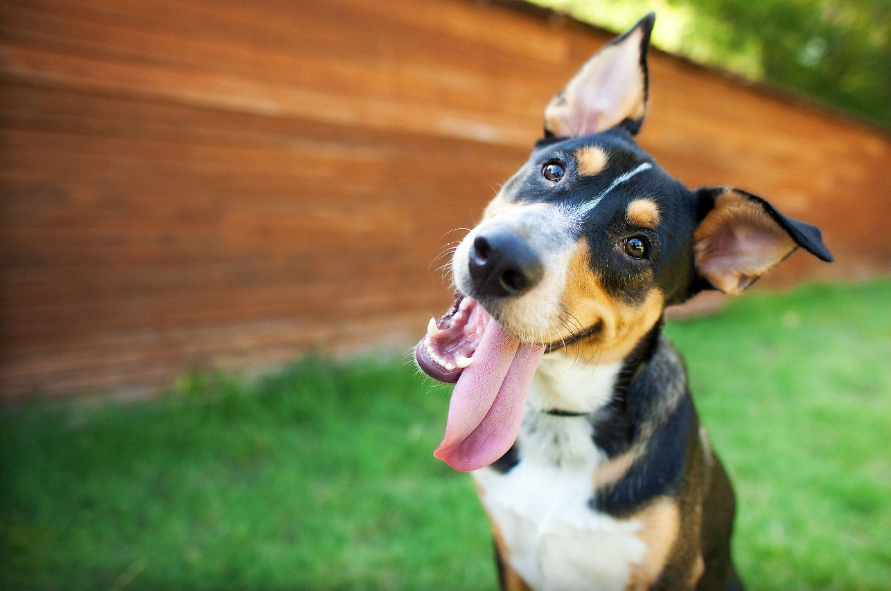 perro mascota lengua