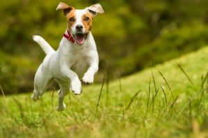 Perro feliz pasear