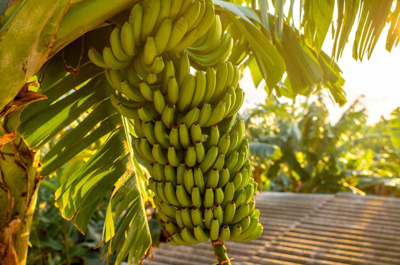 3 recetas saludables que puedes hacer con plátanos maduros