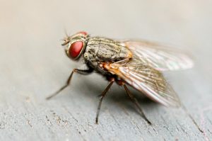 insecticida-moscas-casero-insecto