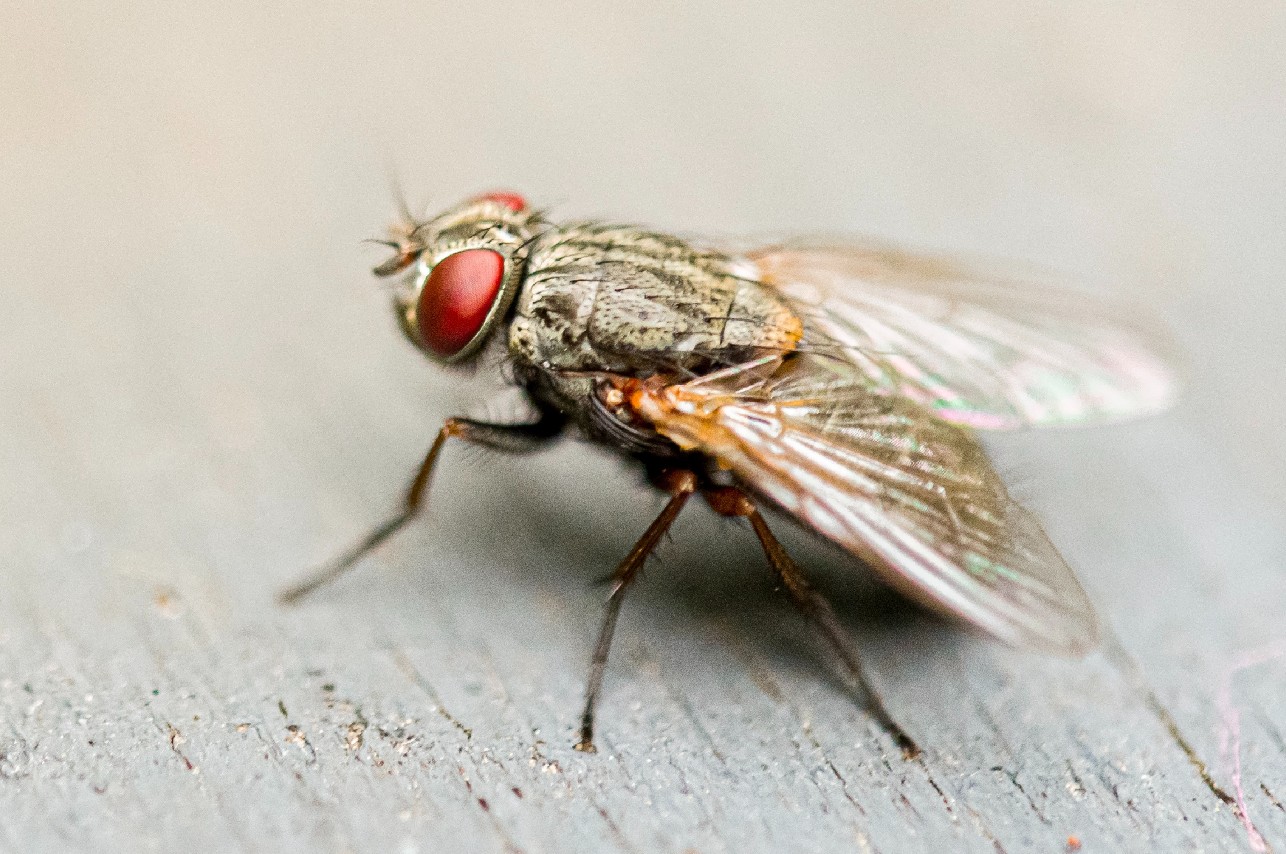 Receta para hacer insecticida para moscas (los ingredientes los tienes en tu cocina)