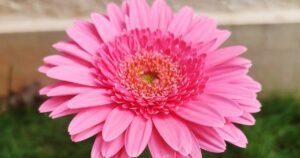 gerberas