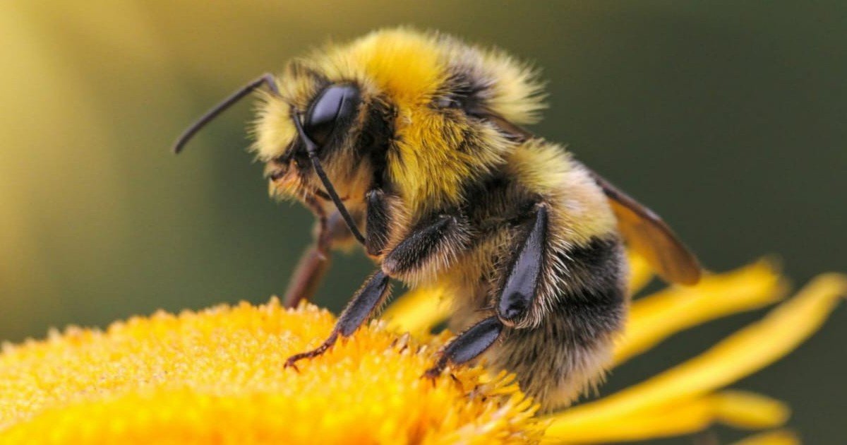 Lo que debes hacer si te pica una abeja