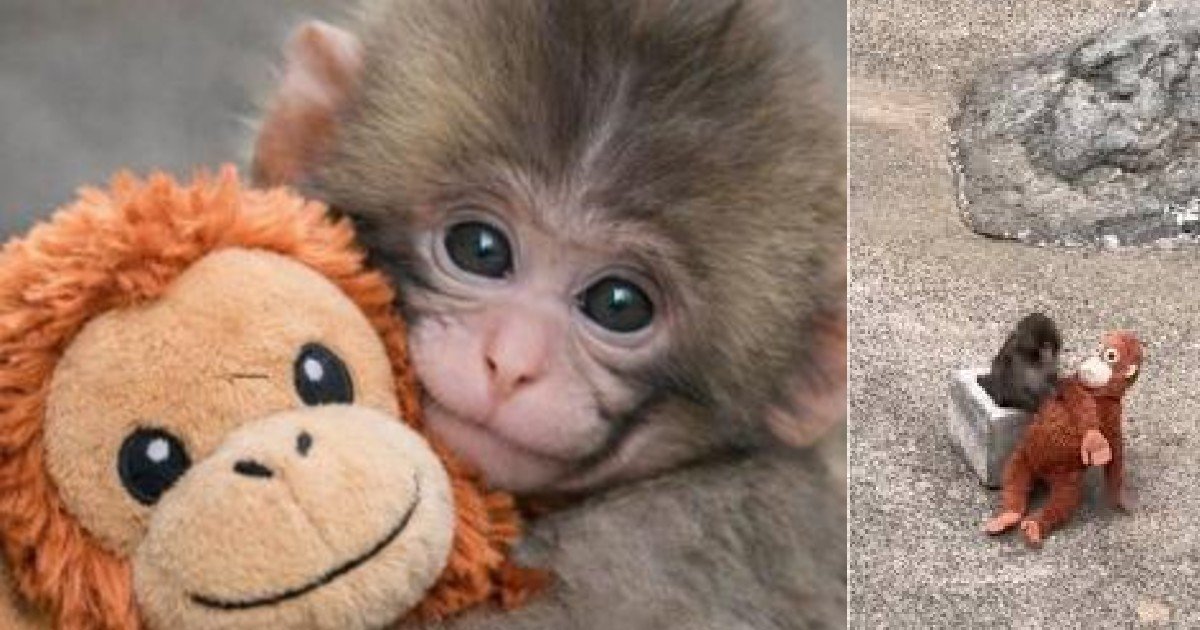 Conoce la historia de Punch, el changuito abandonado que no suelta su juguete