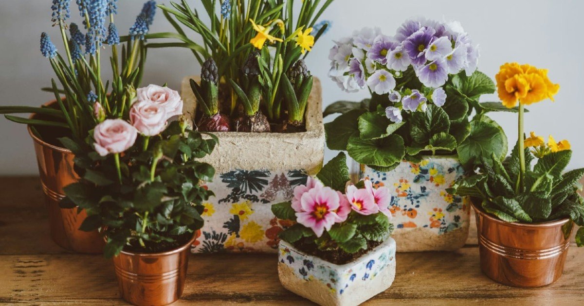 Señales de que esa maceta le está haciendo daño a tu planta