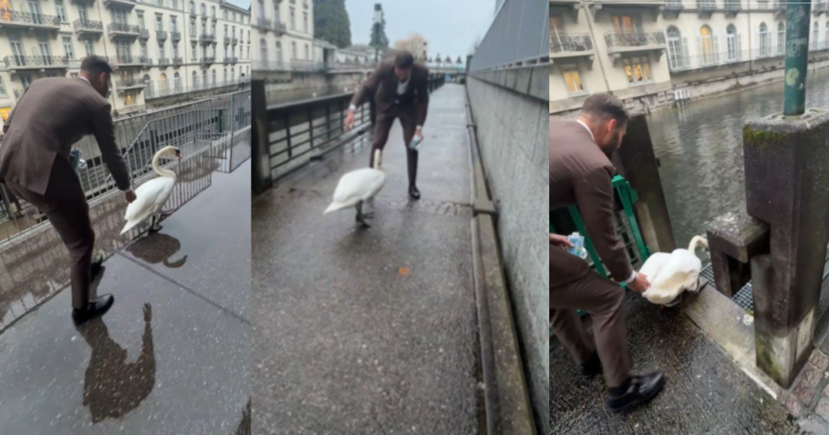 Joven ayuda a cisne a encontrar el camino de regreso al agua
